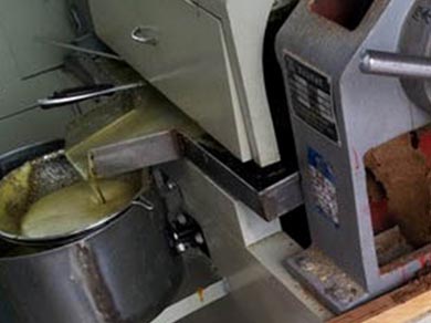 pressing of rapeseed in the rapeseed oil press