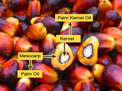 palm oil and palm kernel oil