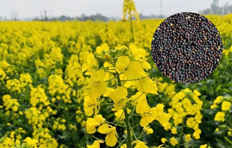 Rapeseed seed & Rapeseed flower