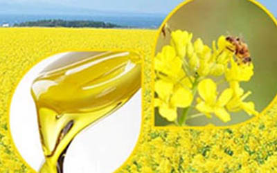 Benefits of rapeseed oil – good source of vitamin E.