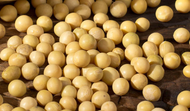 Soybean 