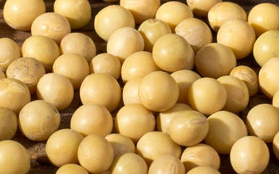The profit of soybean pressing falls in the U.S.