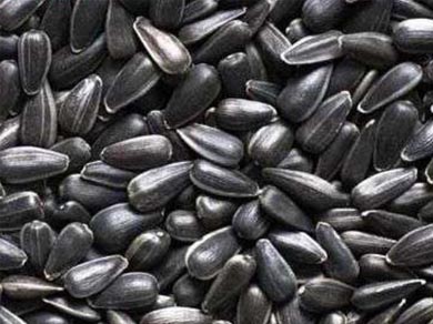 Should Sunflower Seeds be Shelled before Oil Pressing?