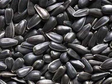 Sunflower seeds