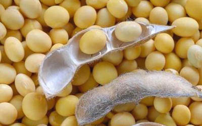 Soybean quality change during storage and control measures